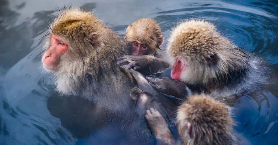 Nagano/Tokyo: Snow Monkey and Zenkoji Temple Private Tour - Shibu Onsen, a traditional hot-spring town