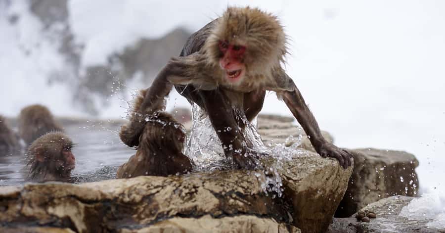 Nagano/Tokyo: Snow Monkey and Zenkoji Temple Private Tour - Matsushiro Castle Ruins and the Sanada connection