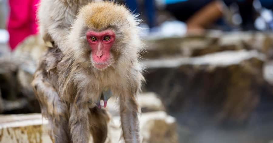 Nagano/Tokyo: Snow Monkey and Zenkoji Temple Private Tour - Luxury transport makes the distance manageable