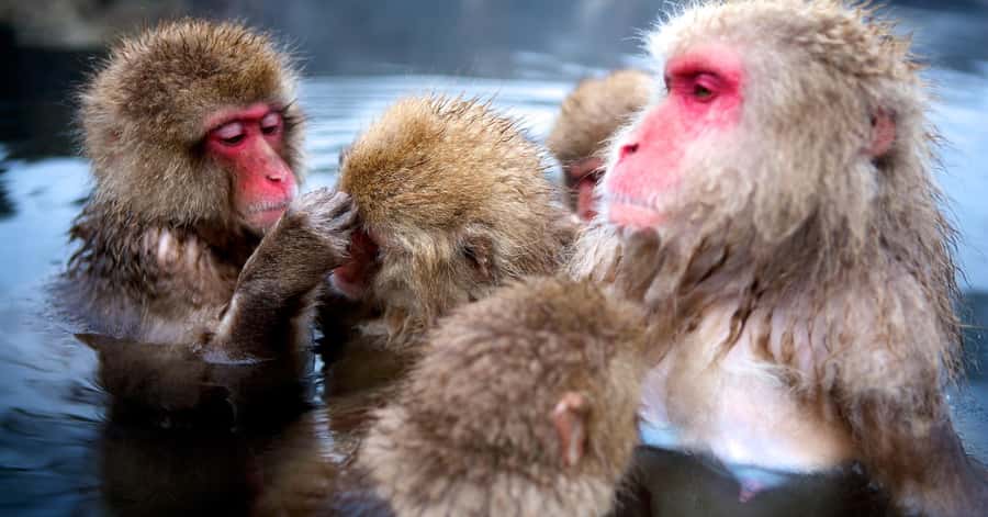 Nagano/Tokyo: Snow Monkey and Zenkoji Temple Private Tour - Customization is useful, but choose your priorities