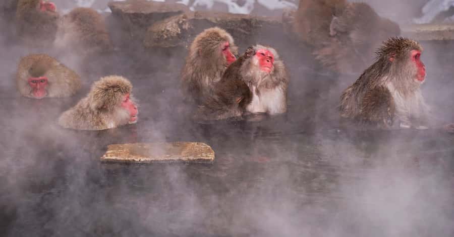 Nagano/Tokyo: Snow Monkey and Zenkoji Temple Private Tour - Zenkoji Temple and Nagano’s spiritual center