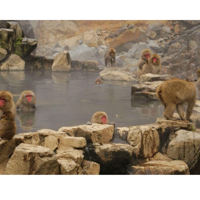 Nagano Tokyo: Snow Monkey Private Day Tour Hotel Pick & Drop - What this private Nagano day is really like