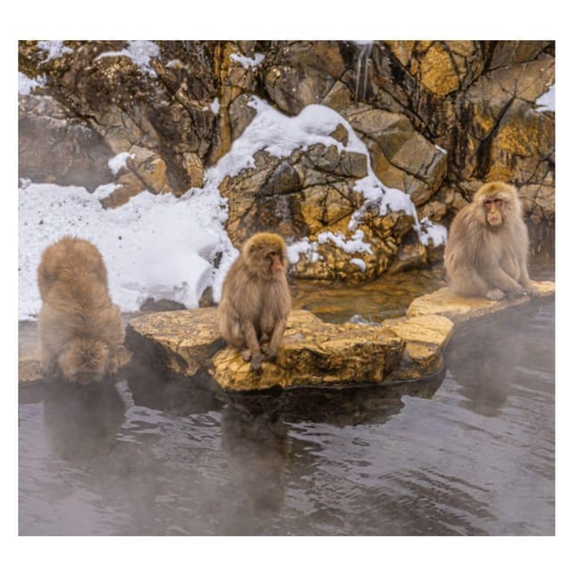 Nagano Tokyo: Snow Monkey Private Day Tour Hotel Pick & Drop - Zenko-ji Temple and Nagano’s spiritual center