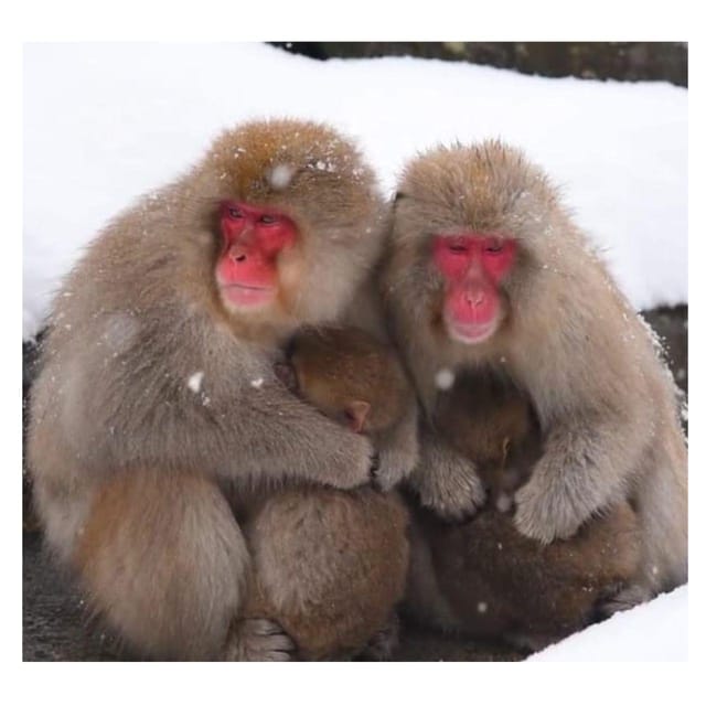 Nagano Tokyo: Snow Monkey Private Day Tour Hotel Pick & Drop - Togakushi Shrine and the cedar-lined approach