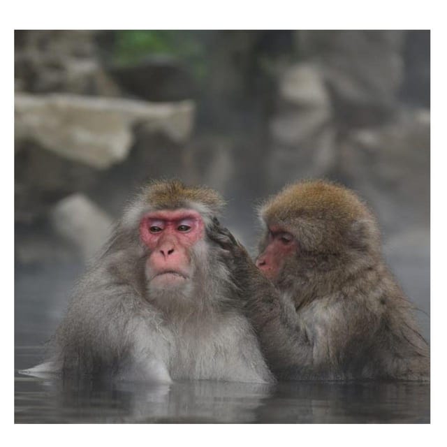 Nagano Tokyo: Snow Monkey Private Day Tour Hotel Pick & Drop - Matsushiro Castle Ruins and the old samurai town