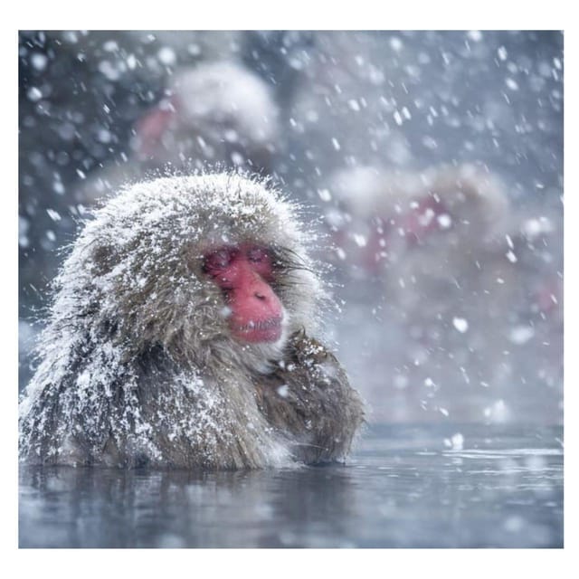 Nagano Tokyo: Snow Monkey Private Day Tour Hotel Pick & Drop - Shibu Onsen, Yudanaka, and the pleasure of slowing down