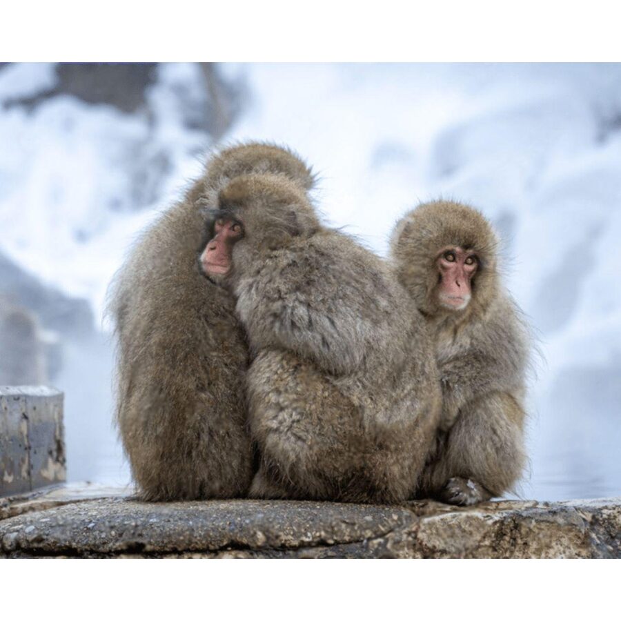 Nagano Tokyo: Snow Monkey Private Day Tour Hotel Pick & Drop - A realistic look at the 10-hour schedule