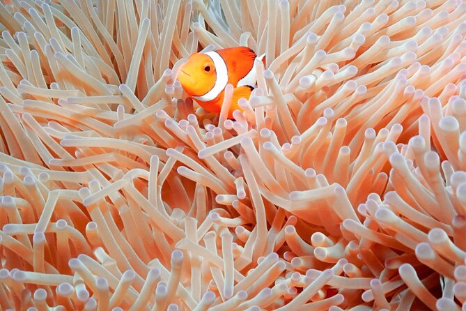 Naha: Full-Day Snorkeling Experience in the Kerama Islands, Okinawa - Why the Kerama Islands are worth a full day