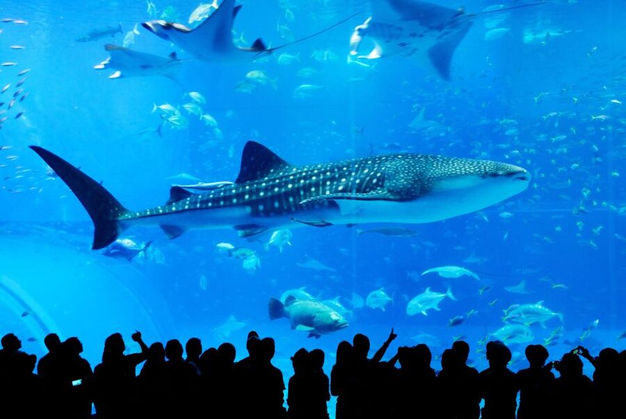 Naha: North Okinawa Sightseeing Tour & Churaumi Aquarium - Why this North Okinawa bus tour makes sense from Naha