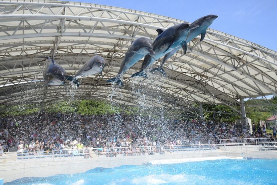 Naha: North Okinawa Sightseeing Tour & Churaumi Aquarium - Churaumi Aquarium: allow your energy for the main attraction