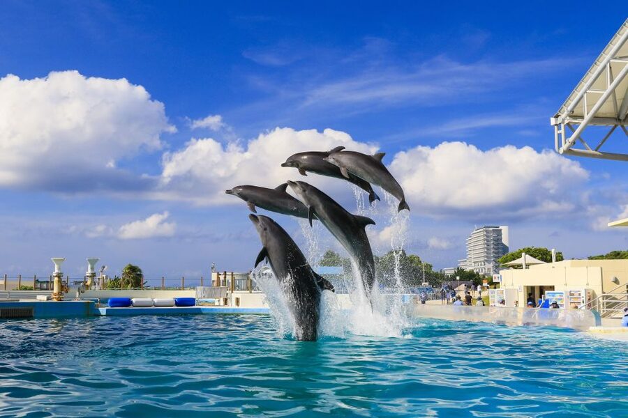 Naha: North Okinawa Sightseeing Tour & Churaumi Aquarium - Is $50 a good value?