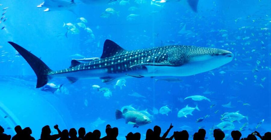 Naha: North Okinawa Sightseeing Tour & Churaumi Aquarium - Starting in Naha: three pickup choices