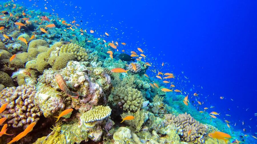 Naha, Okinawa: Kerama Islands Full-Day Intro-Diving Trip - Snorkeling across up to three Kerama locations