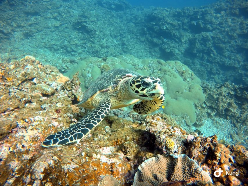 Naha, Okinawa: Kerama Islands Full-Day Intro-Diving Trip - Is $70 good value?
