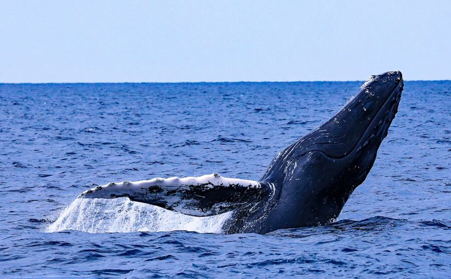 Naha, Okinawa: Kerama Islands Half-Day Whale Watching Tour - Key points before you book