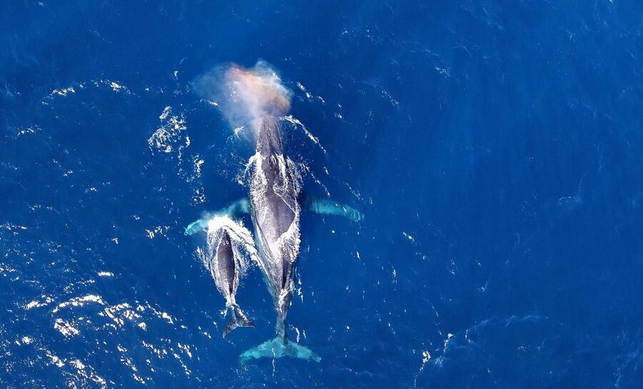 Naha, Okinawa: Kerama Islands Half-Day Whale Watching Tour - Why Okinawa is a good place to see humpbacks