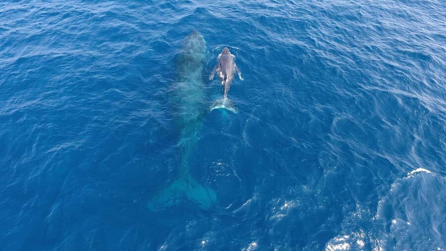Naha, Okinawa: Kerama Islands Half-Day Whale Watching Tour - Boat conditions, wind, and seasickness