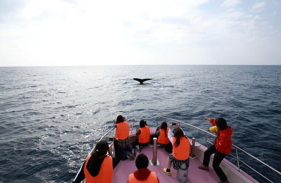 Naha, Okinawa: Kerama Islands Half-Day Whale Watching Tour - Should you book this Naha whale tour?