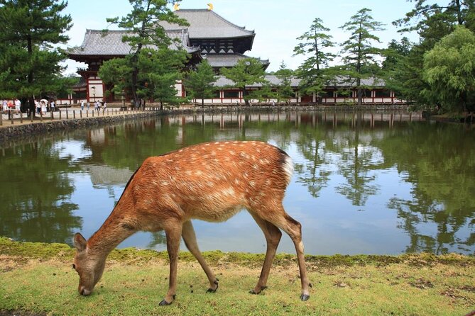 Nara 6hr Private Tour with Government-Licensed Guide - Key points to know before booking