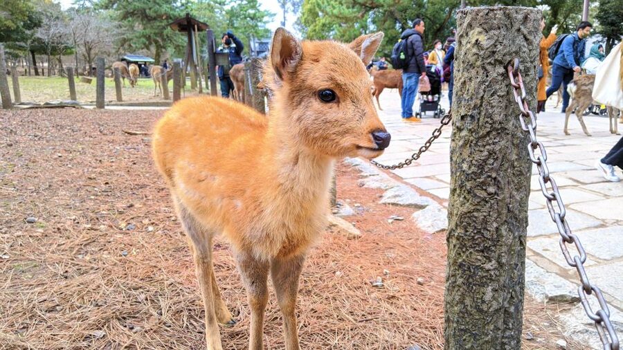 Nara: City Highlights Shared Group or Private Bike Tour - Nara Park, deer, and the city’s open-air welcome