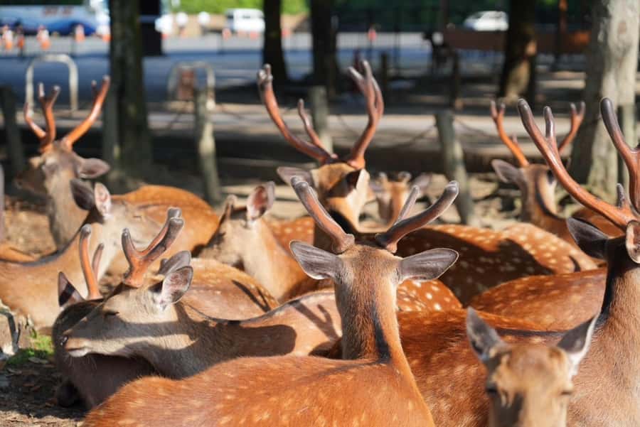 Nara Early Bird Tour (Kyoto Departure Option Available) - Why the early start matters in Nara