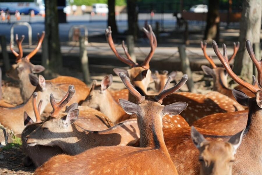 Nara Early Bird Tour (Kyoto Departure Option Available) - Todaiji Temple and the giant Buddha