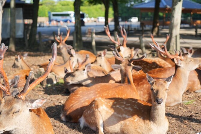 Nara Early Morning Tour (Kyoto or Osaka Departure Available) - Why an Early Start Makes Such a Difference