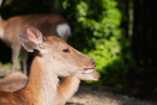 Nara Early Morning Tour (Kyoto or Osaka Departure Available) - What the Guides Add to the Morning