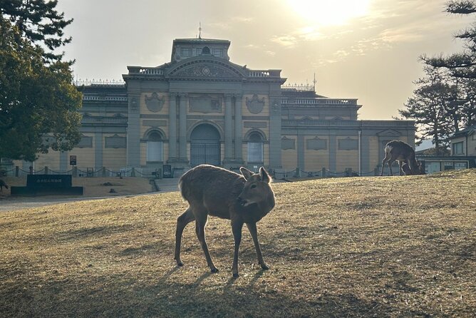 Nara Early Morning Tour (Kyoto or Osaka Departure Available) - Group Size, Walking, and Pace