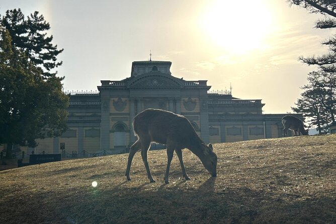 Nara Early Morning Tour (Kyoto or Osaka Departure Available) - Transportation From Kyoto or Osaka