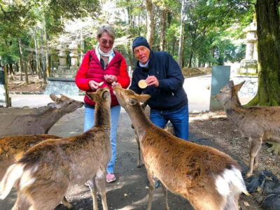 Great Buddha, Kasuga Shrine & Deer Park Tour