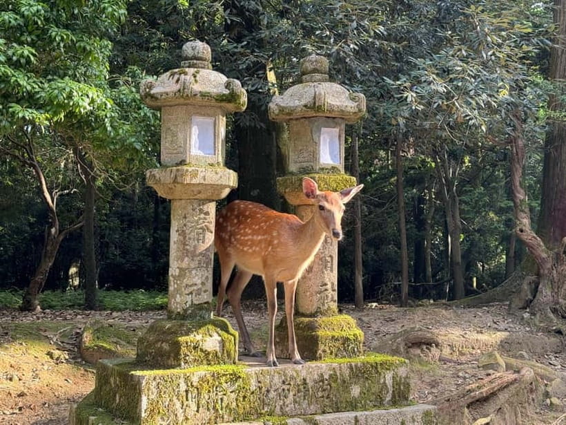Nara: Great Buddha, Kasuga Shrine & Deer Park Tour - Walking, Weather, and Timing