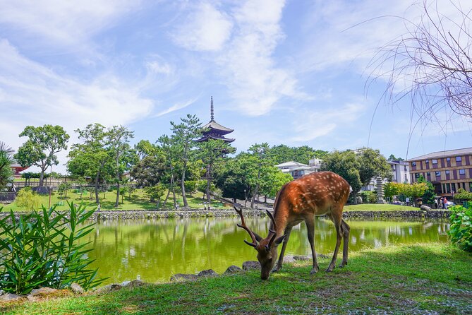 Nara Half Day Trip Walking Tour (Private Option Available) - Why this tour works for a first visit to Nara