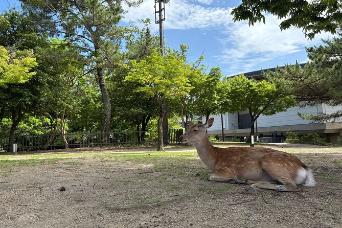 Nara Highlight Walking Tour with Furoshiki Experience with Lunch - Nara’s deer and the need for simple manners