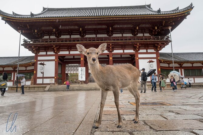 Nara Park, Osaka & Kobe from Kyoto Full Day tour - Returning to Kyoto Station after a full road day