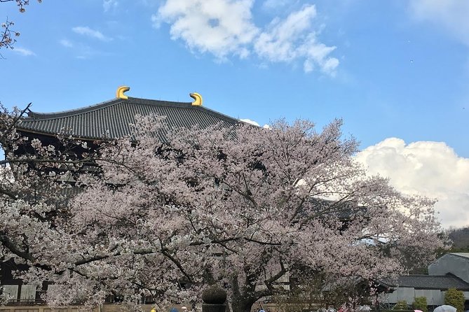 Nara private tour (Shore excursion available from Osaka or Kobe port) - Why this private Nara tour works well from Osaka or Kobe