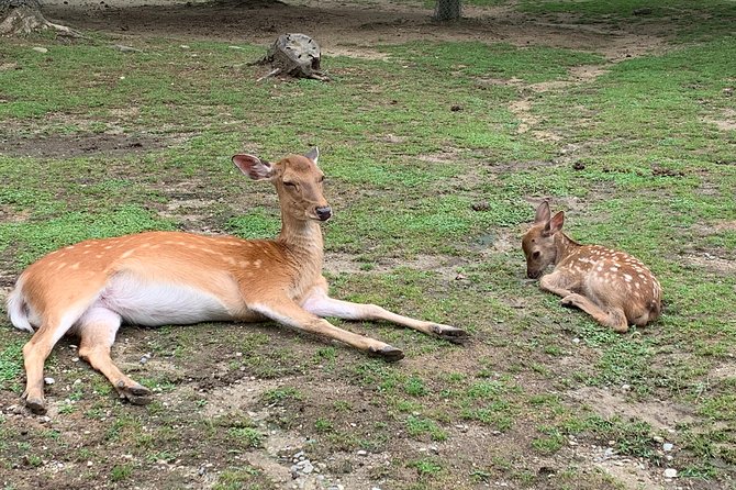 Nara private tour (Shore excursion available from Osaka or Kobe port) - Is $235.15 per person good value?