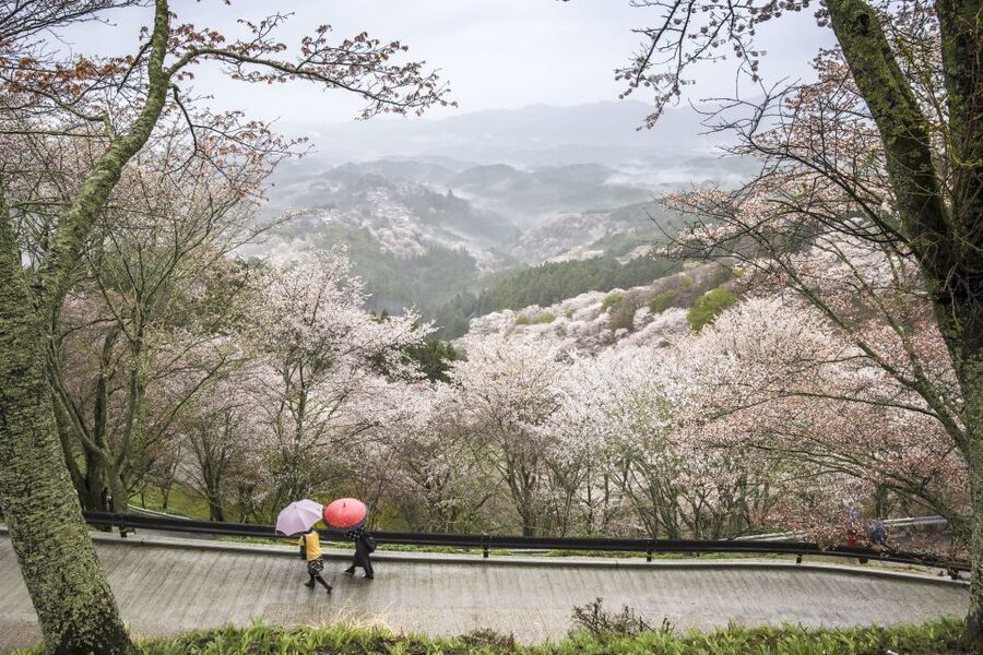 Nara: Private Walking Tour with a Local - A private introduction to Nara, not a preset march