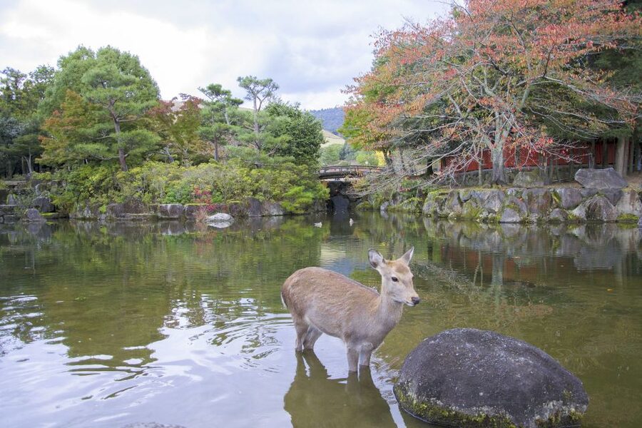 Nara: Private Walking Tour with a Local - How the three-to-six-hour format works