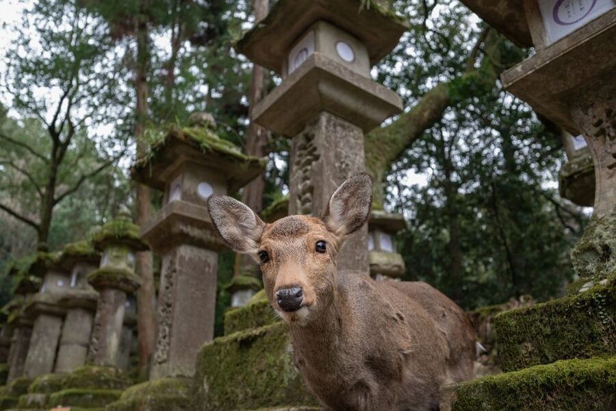 Nara: Todai-ji y parque de Nara (Spanish Guide) - What the $85 price really covers