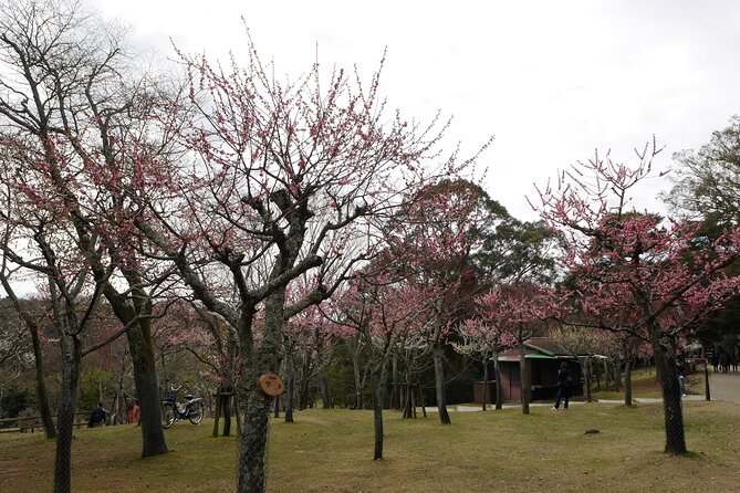 Nara Todaiji Kasuga Taisha Private Full Day Tour From Kyoto - Starting at Kyoto Station with a private guide