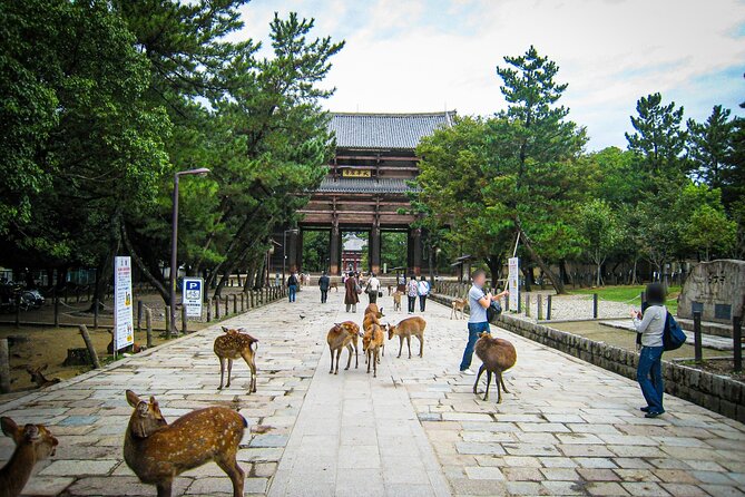 Nara World Heritage PRIVATE TOUR - Is $96.67 Per Person a Fair Price?