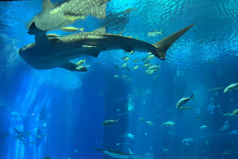 Northern Okinawa: Churaumi Aquarium & Kouri Island & Cape Manza & American Village Day Tour (Departing from Naha & Chatan) - A big northern Okinawa loop without the rental car