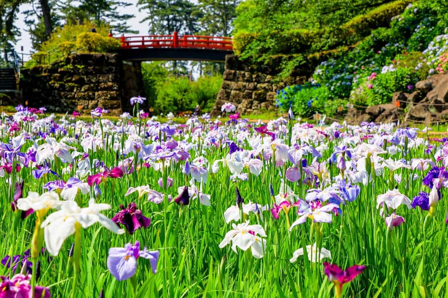 Odawara: Guided Ninja & Samurai Tour of Odawara Castle - Five things to know before you book