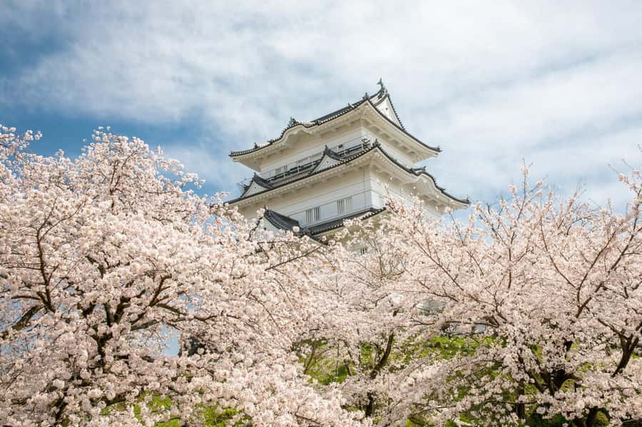 Odawara: Guided Ninja & Samurai Tour of Odawara Castle - Why Odawara makes a strong ninja day trip