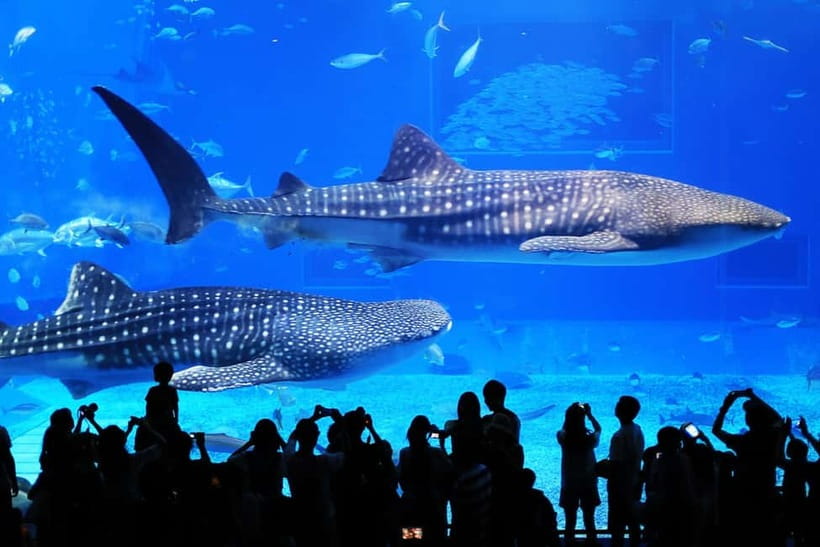 Okinawa: Churaumi Aquarium, Ryukyu Village & Manza Bus Tour - Why this Okinawa bus tour works well