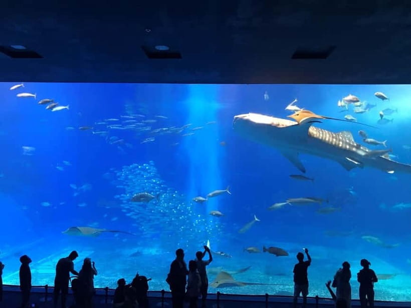 Okinawa: Churaumi Aquarium, Ryukyu Village & Manza Bus Tour - Audio guidance, language, and the quality of the day