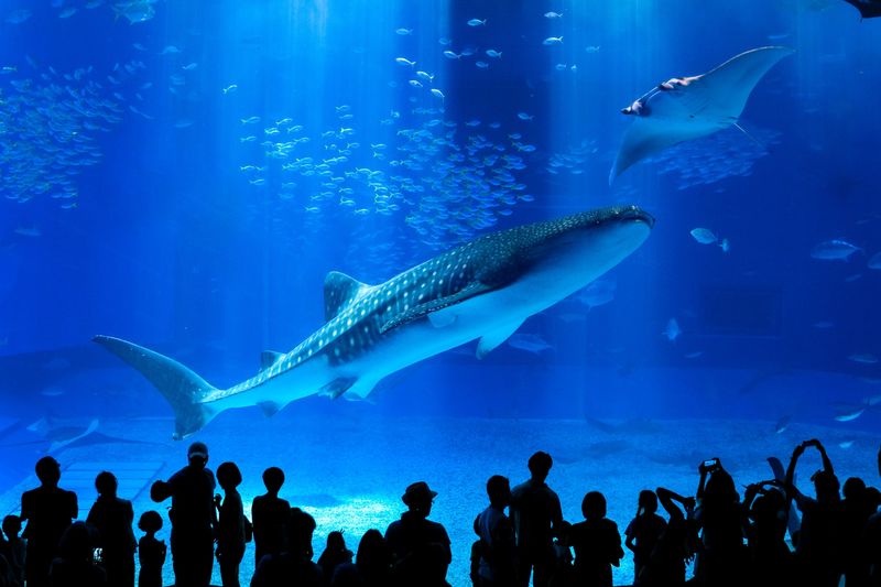 Okinawa Churaumi Aquarium Ticket - The whale sharks are the reason to go
