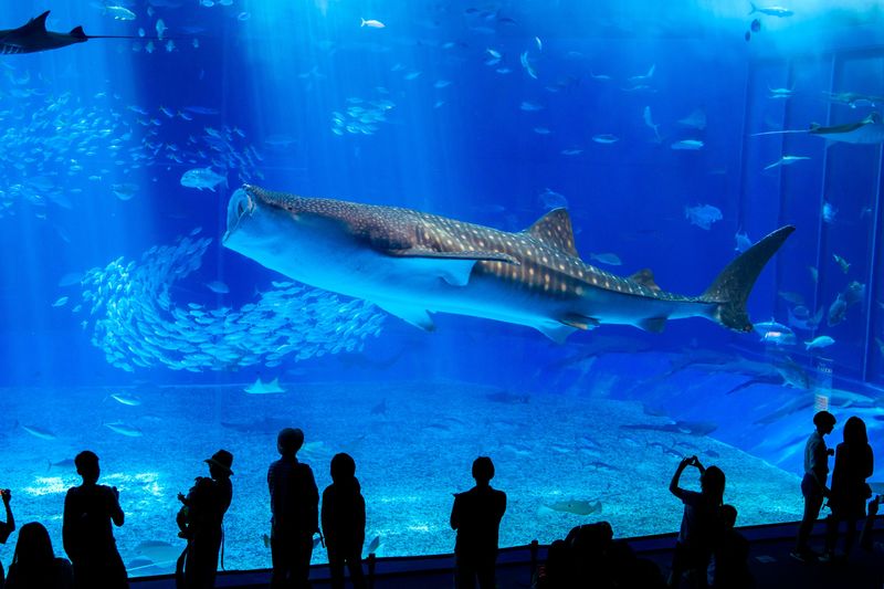 Okinawa Churaumi Aquarium Ticket - Look beyond the main tank