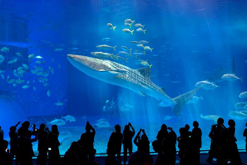 Okinawa Churaumi Aquarium Ticket - A two to three hour visit, with room to linger